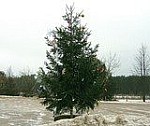 В Лиозно на одну новогоднюю елку стало больше