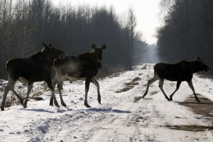 Животные в сводках происшествий