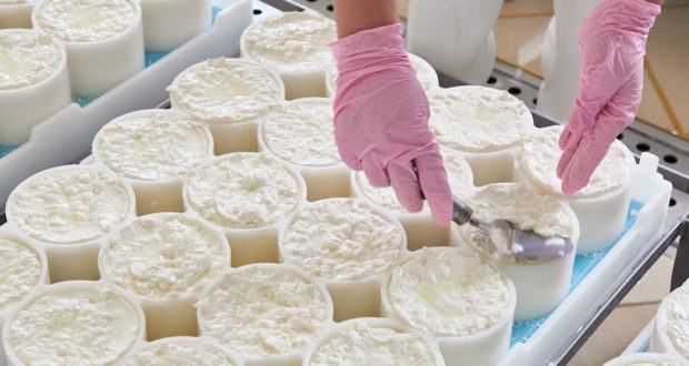 Производство сыра «Камамбер» освоено в Лиозно