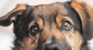 Собачка два раза спасала жизнь жителю Лиозно во время пожаров