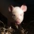 Жителям 6 деревень Лиозненского района запретили держать свиней